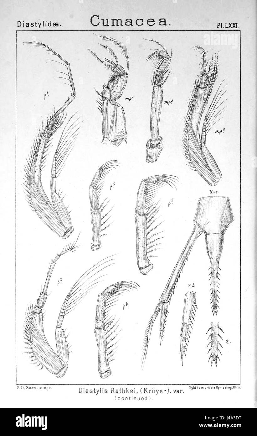 PL. LXXI Diastylis rathkei fait référence à une illustration scientifique de Diastylis rathkei, une espèce de crustacés, présentant sa structure anatomique et sa classification. Banque D'Images