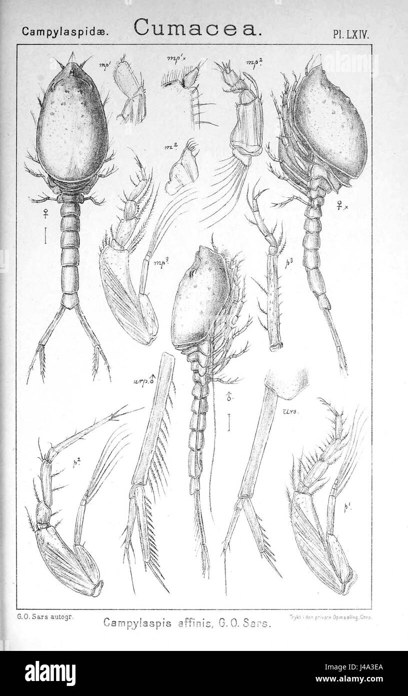 La planche LXIV de l'étude 'Campylaspis affinis' présente une illustration détaillée de cette espèce de crustacés, donnant un aperçu de sa structure anatomique et de sa classification scientifique. Banque D'Images