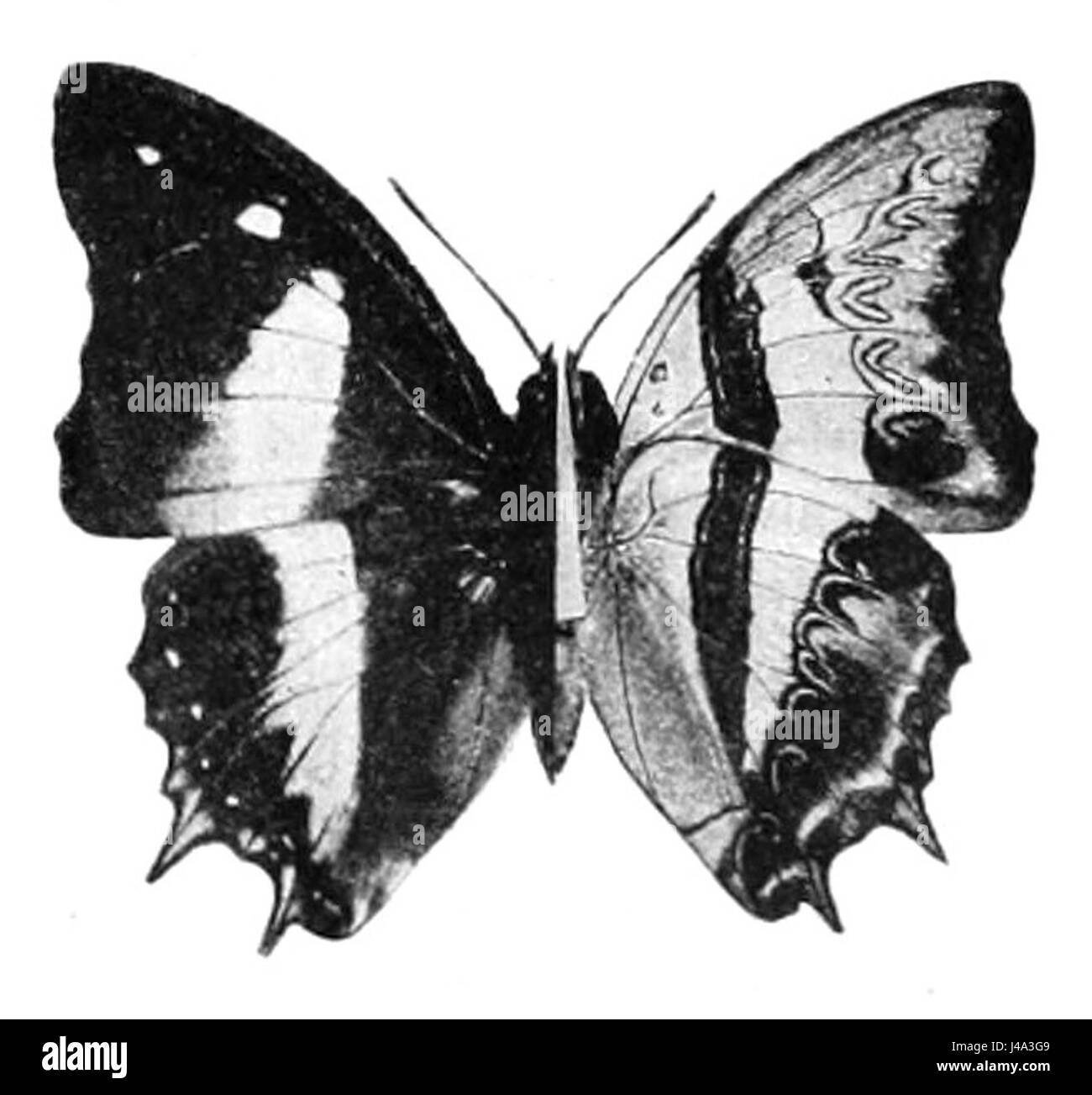 Polyura schreiber assamensis 1899 Banque D'Images