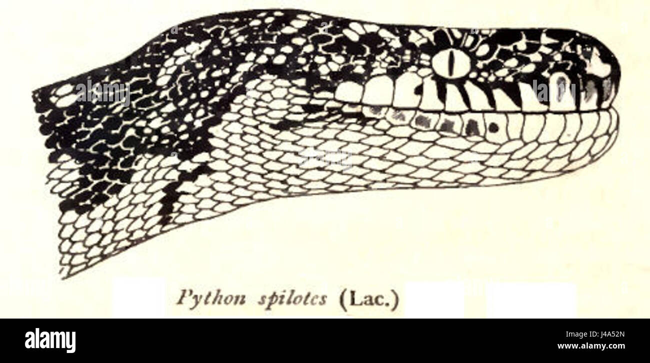 Python Spilotes Rooij fait référence à une espèce de grand serpent trouvée en Amérique du Sud, spécifiquement connue pour sa coloration frappante et ses caractéristiques uniques parmi les pythons. Banque D'Images