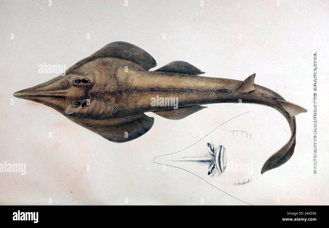 Rhinobatos granulatus est une espèce de poisson à nageoires rayonnées que l'on trouve dans les eaux côtières. Il fait partie de la famille des Rhinobatidae et est connu pour son apparence distincte et ses préférences en matière d'habitat dans les mers chaudes et peu profondes. Banque D'Images