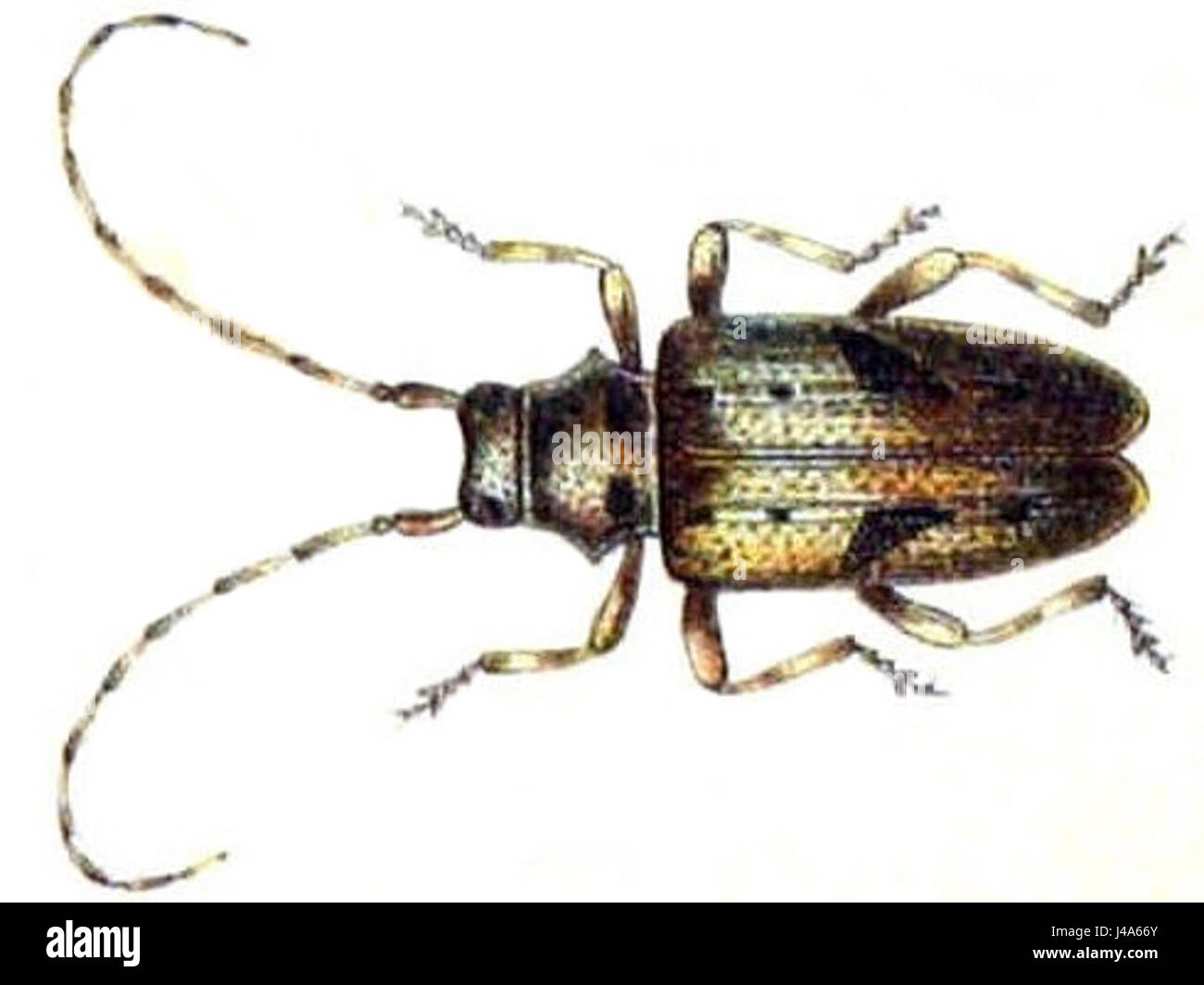 Agapanthia ovatus Banque D'Images