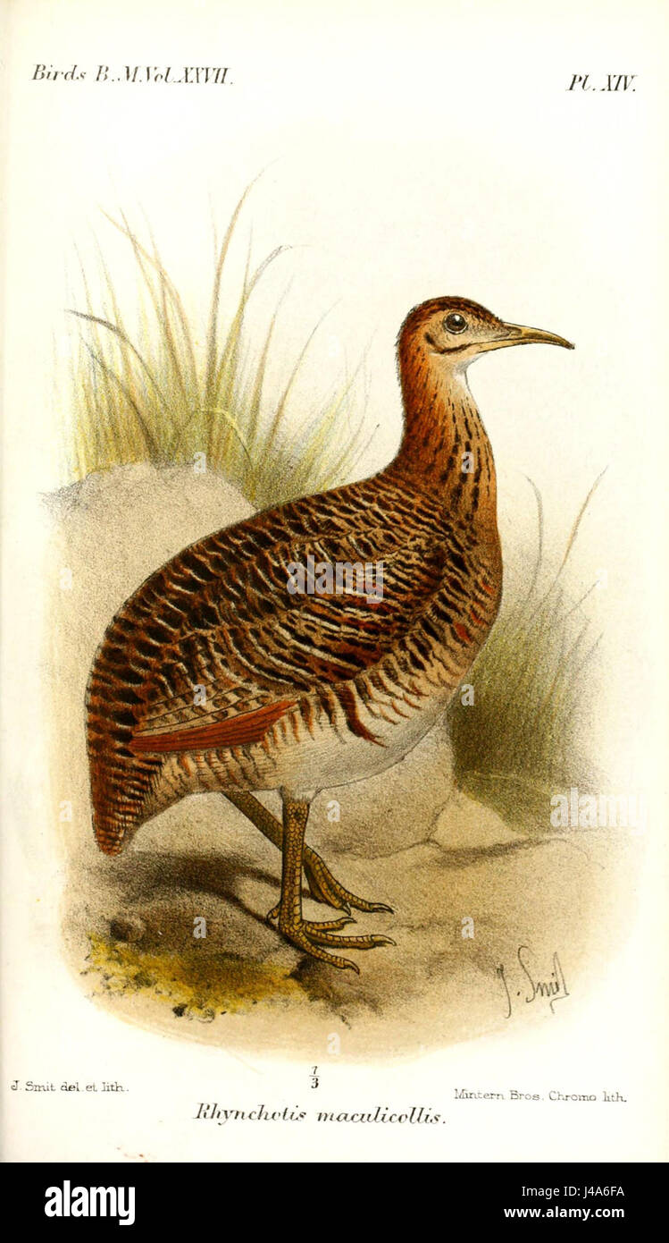 Rhynchotis Maculicollis, communément appelé grenouille tachetée, est une espèce documentée par Smit. Il est originaire de zones humides spécifiques et est connu pour sa coloration distinctive. Banque D'Images