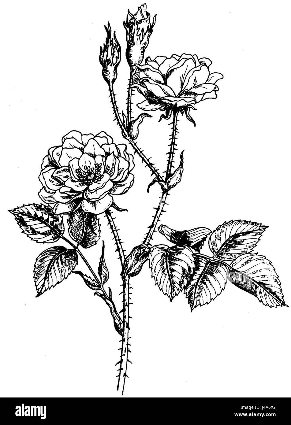 Rosa Damascena Banque D'Images