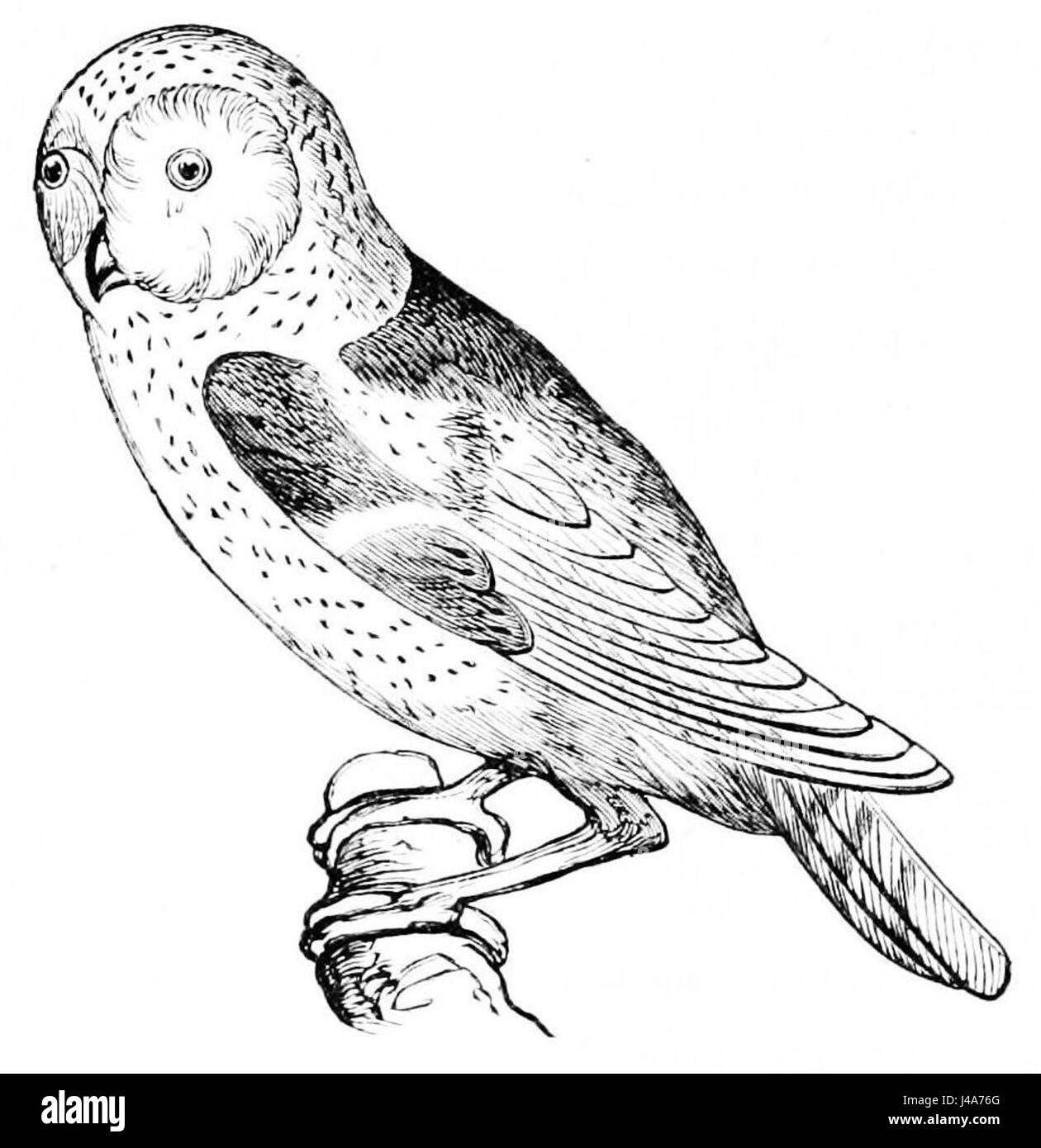 PSM V11 D156 American Barn Owl Banque D'Images