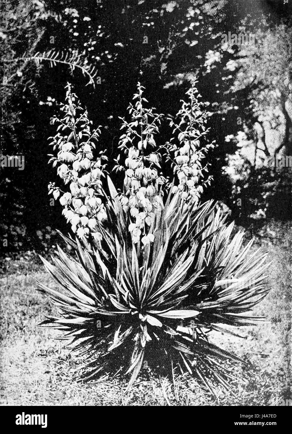 PSM V43 D815 Yucca Gloriosa Banque D'Images