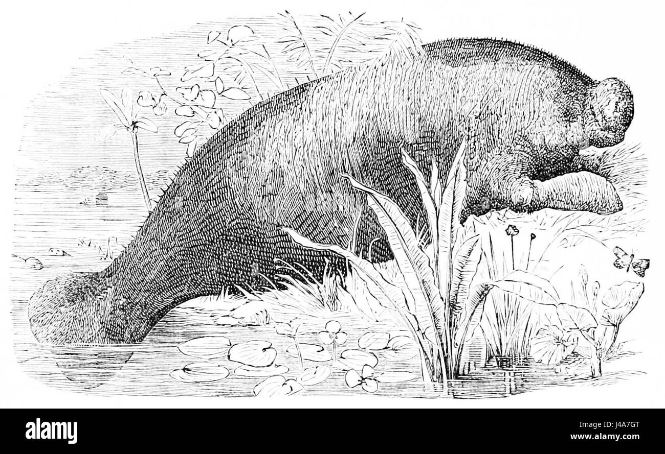 L'image montre un lamantin, un mammifère marin que l'on trouve couramment dans les eaux côtières chaudes, en particulier dans les Caraïbes et le golfe du Mexique. Les lamantins sont herbivores et sont connus pour leur nature douce et leurs mouvements lents. Banque D'Images