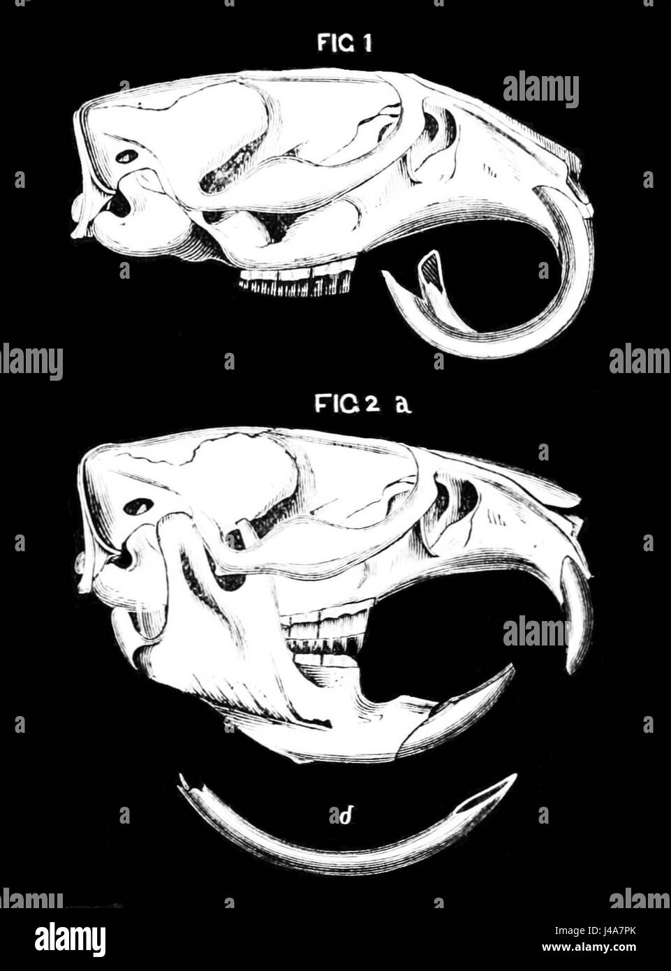 Une image de PSM V17 D241 montrant le crâne et les dents d'un rat musqué, mettant en évidence ses caractéristiques physiques et sa structure anatomique. Banque D'Images