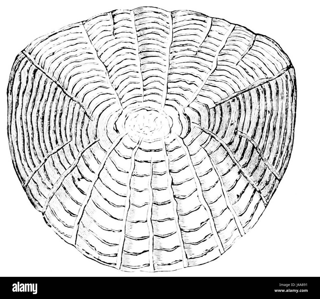 Ce titre fait probablement référence à un diagramme ou à une illustration d'une échelle de méné tirée d'une publication scientifique ou zoologique, décrivant la structure anatomique de cette petite espèce de poisson. Banque D'Images