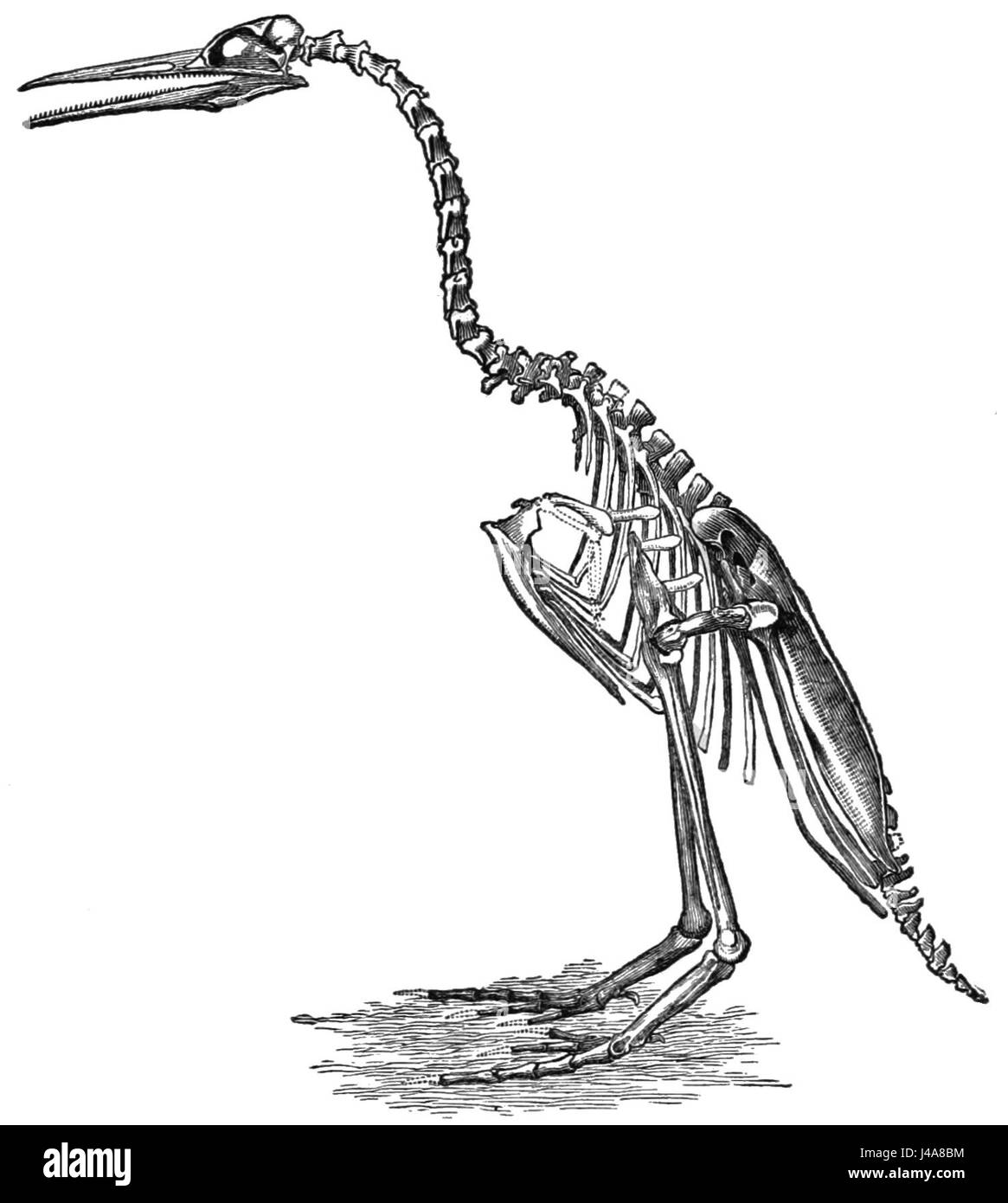 Hesperornis regalis, présenté dans PSM V10 D227, est une espèce éteinte d'oiseau préhistorique. Cette espèce, connue pour ses adaptations aux milieux aquatiques, donne un aperçu de l'histoire évolutive des oiseaux au Crétacé. Banque D'Images