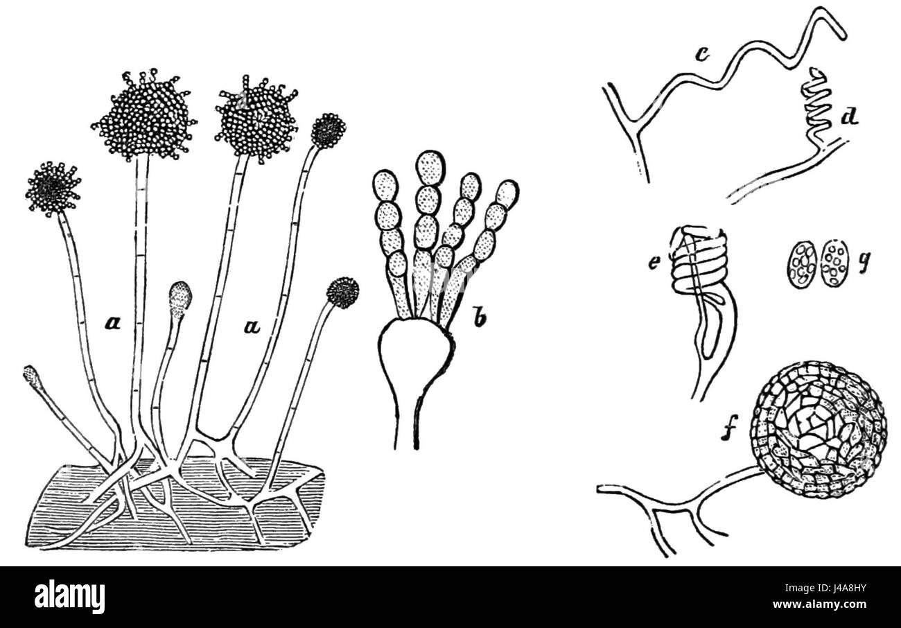 PSM V09 D432 Eurotium aspergillus glaccus Banque D'Images