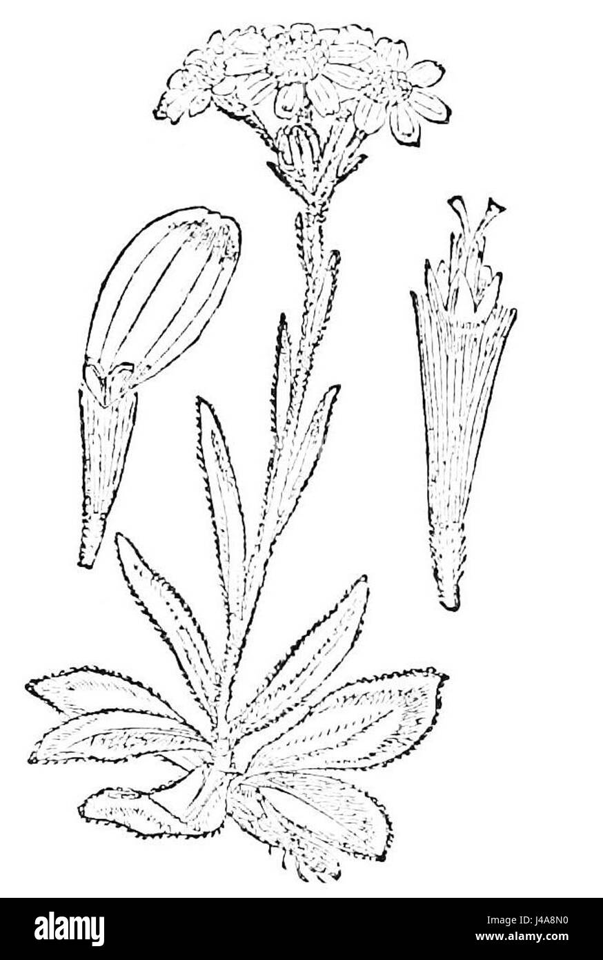 Senecio campestris, une espèce de plante à fleurs, est représentée ici avec sa rosette distinctive de feuilles et une tête de fleurs jaunes. Originaire d'Amérique du Nord, cette plante prospère dans les zones ouvertes et herbeuses et se trouve couramment dans les prairies. Il fait partie de la famille des Asteraceae. Banque D'Images