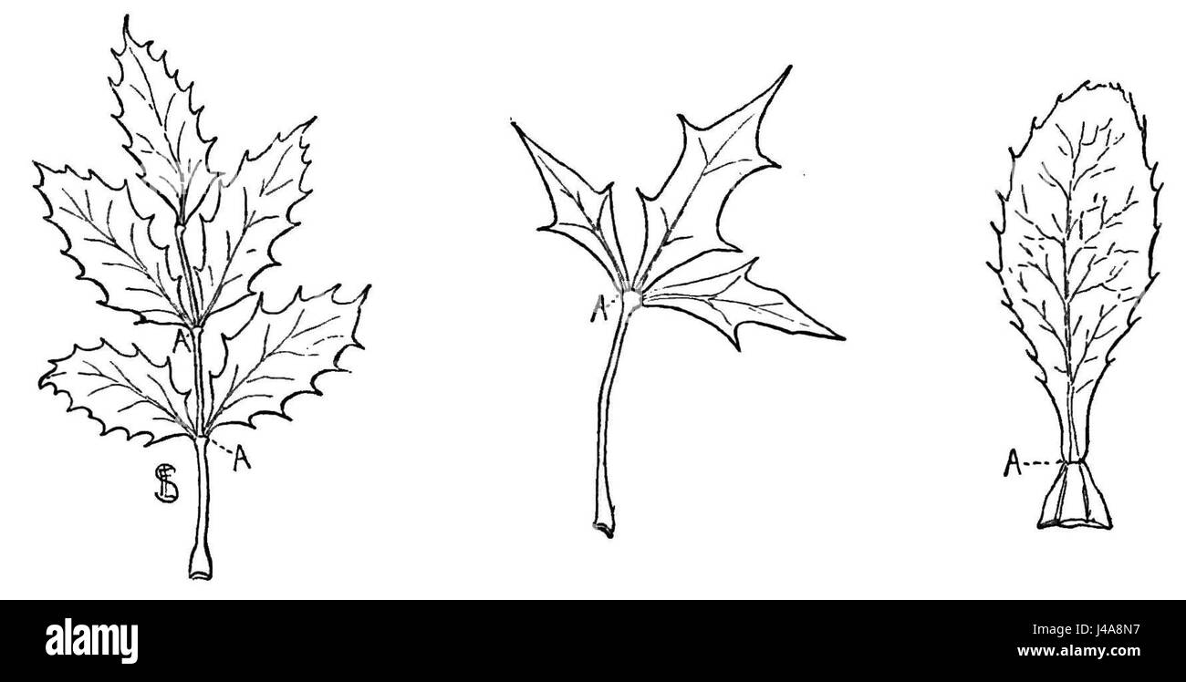PSM V45 D621 Berberis aquifolium trifoliata et vulgaris Banque D'Images