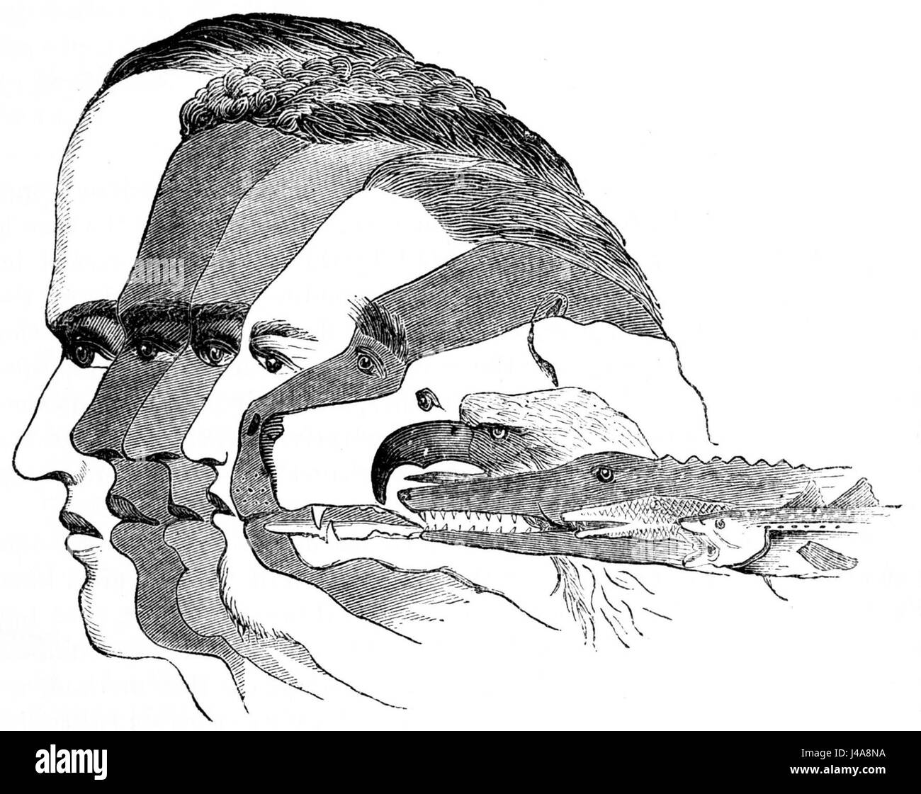 'PSM V04 D607 Cranial profiles' est une référence à une illustration scientifique ou à une étude des profils crâniens humains, peut-être tirée d'un volume historique de la revue Popular Science Monthly. Banque D'Images