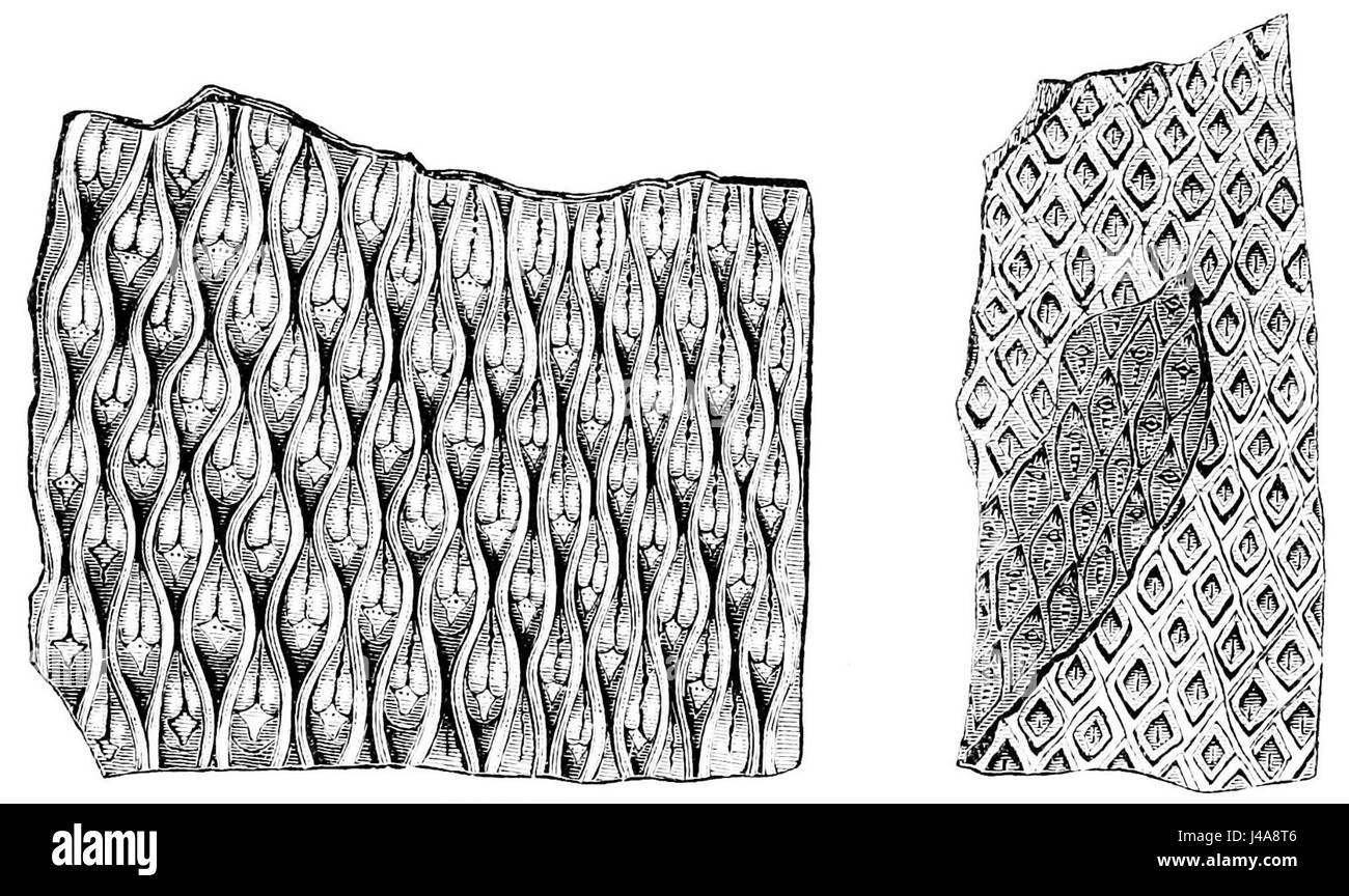 Lepidodendron modulatum et Diplodigioides sont des espèces végétales préhistoriques qui existaient pendant la période carbonifère. Ces plantes ont joué un rôle important dans le développement des écosystèmes anciens de la Terre et sont étudiées pour leur rôle dans la vie végétale ancienne. Banque D'Images