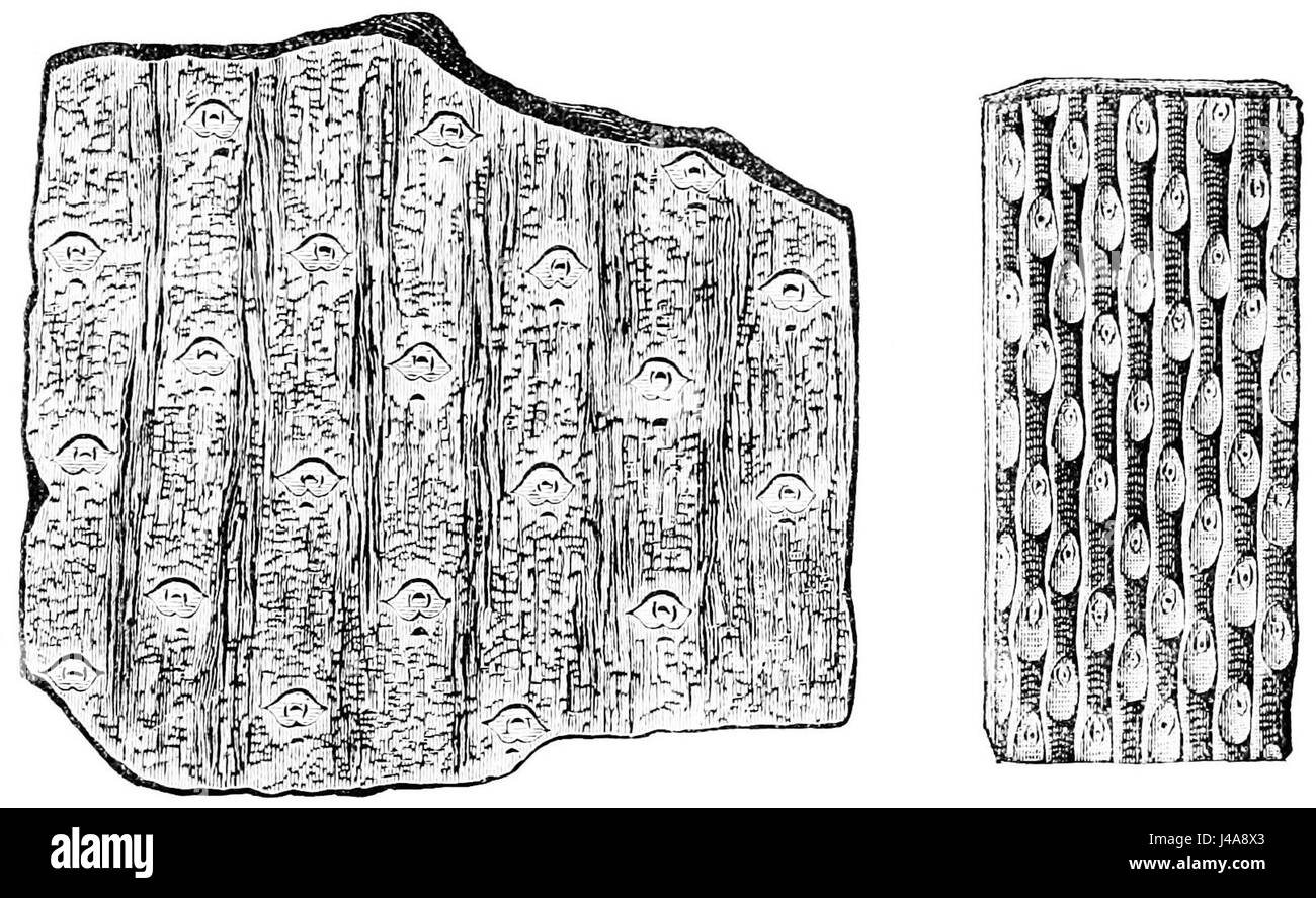 Sigillaria reticulata et graeseri sont des espèces éteintes d'arbres anciens, importantes dans l'étude de la vie végétale préhistorique et des écosystèmes primitifs de la Terre. Banque D'Images