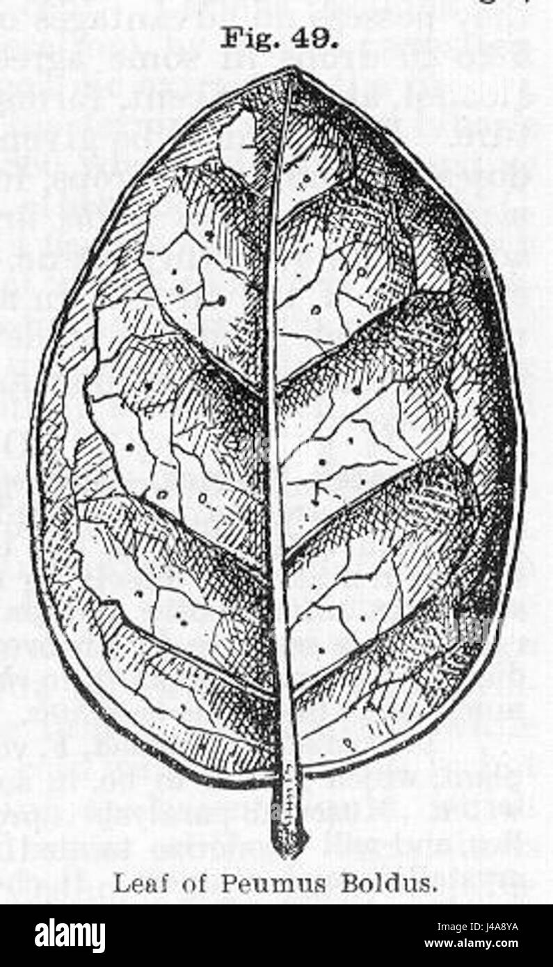 Peumus boldus leaf Banque D'Images