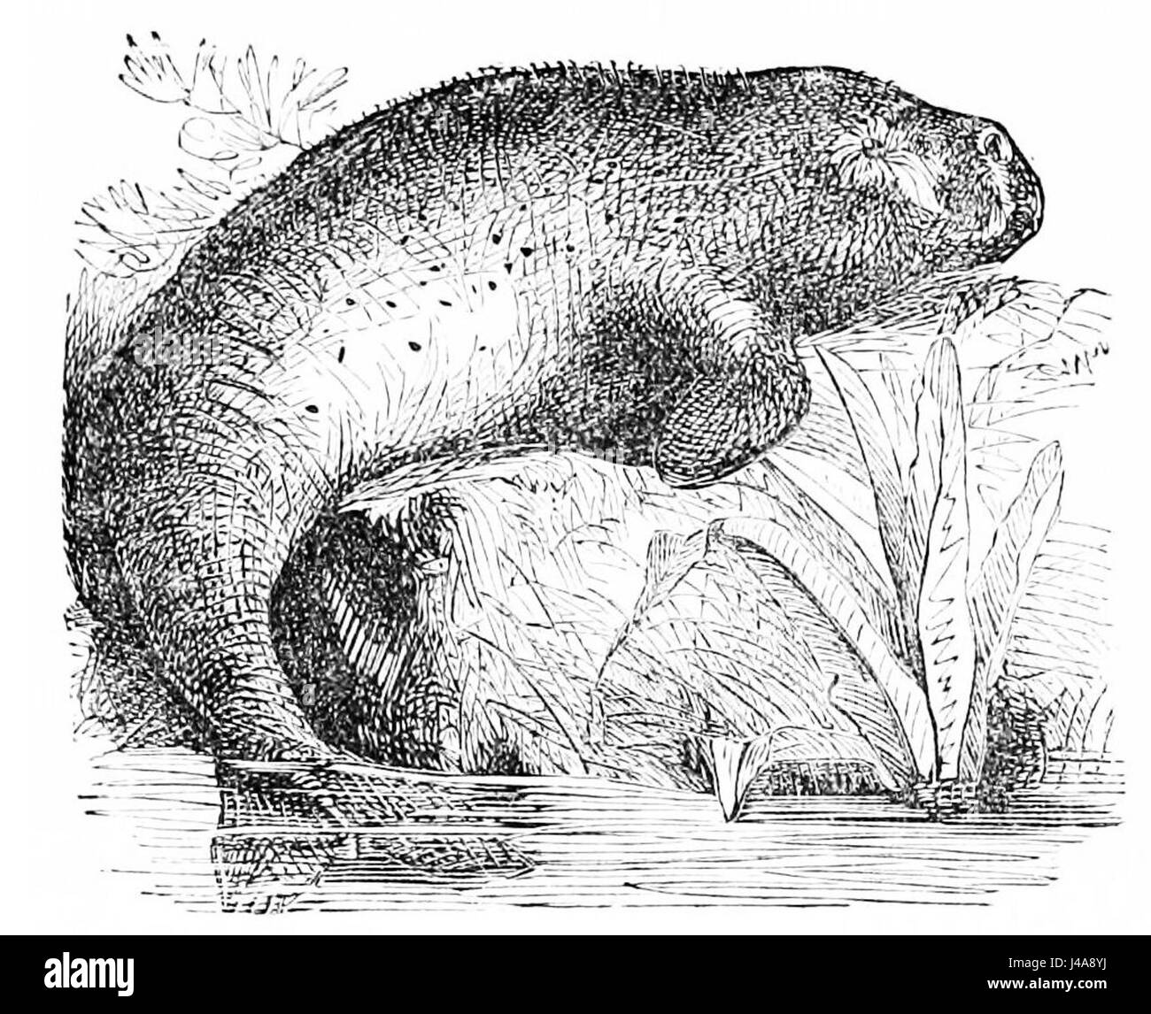 Cette image représente un dugong, un mammifère marin trouvé dans les eaux côtières chaudes. Connu pour sa nature douce, le dugong est une espèce clé dans les écosystèmes marins et est souvent associé aux récifs coralliens. Banque D'Images