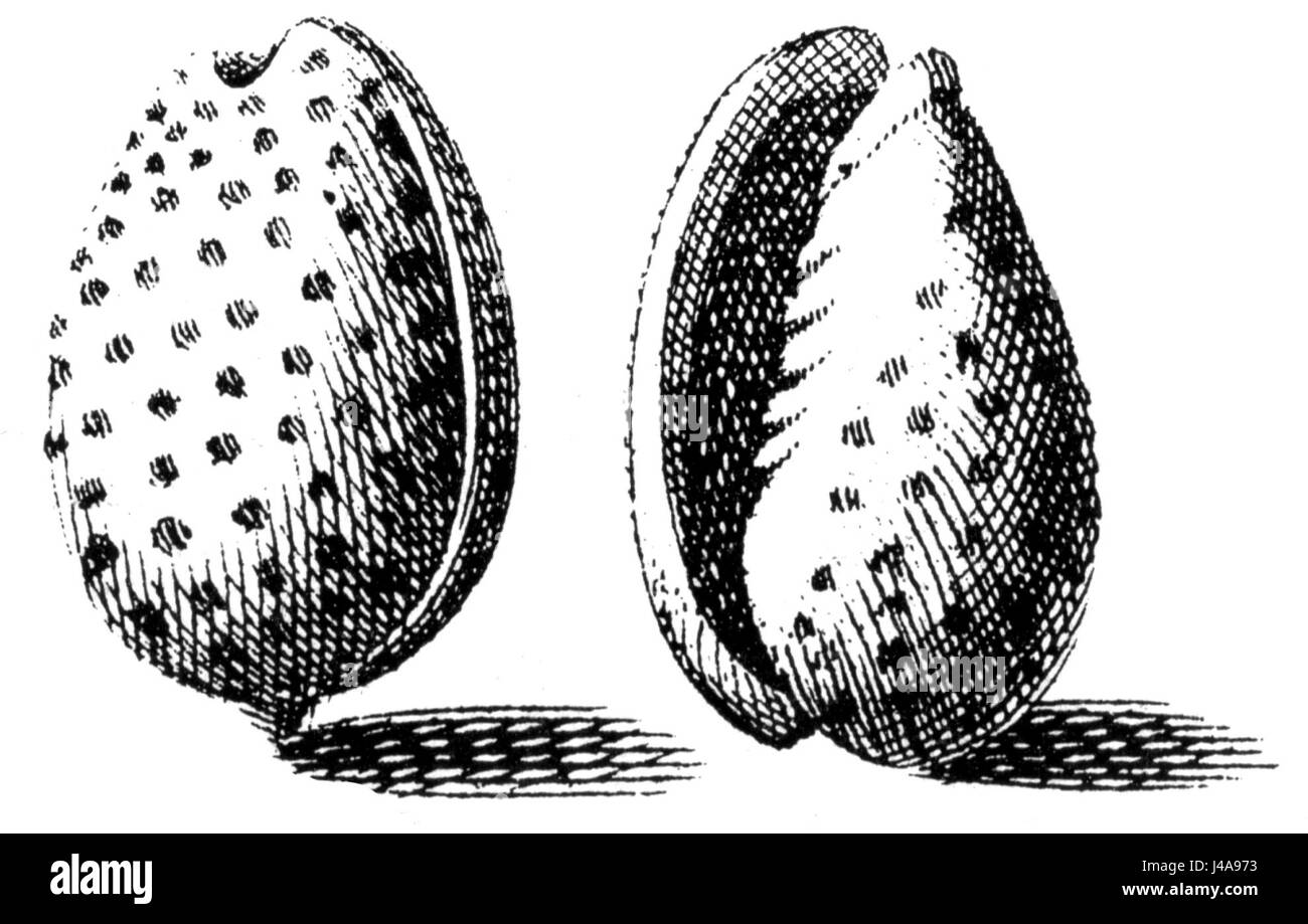 Persicula persicula est une espèce d'escargot marin présente dans la région Indo-Pacifique. Il fait partie de la famille des Chypreidae et est connu pour sa coquille brillante et à motifs, souvent recherchée par les collectionneurs. Banque D'Images