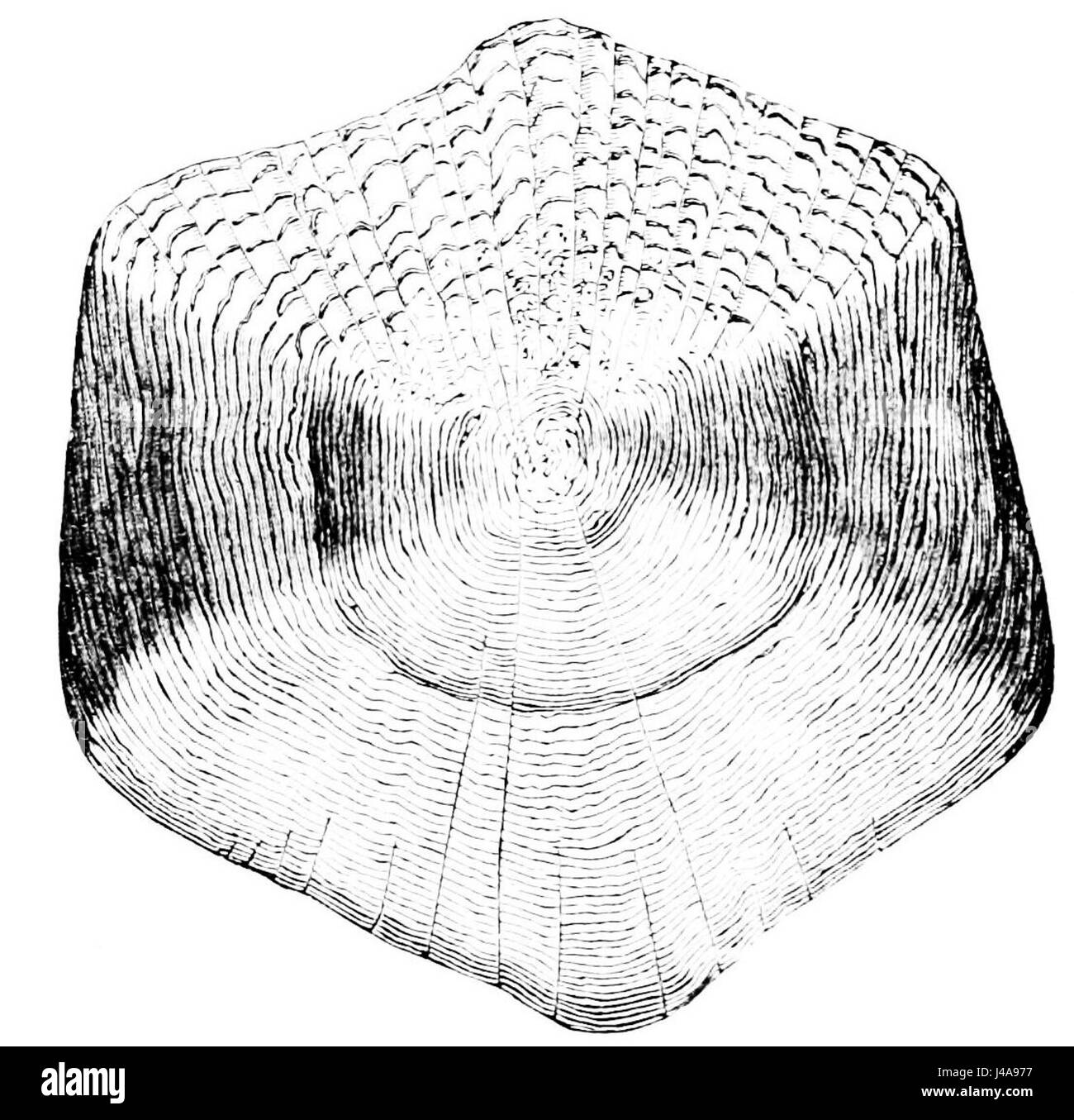 Une illustration de « Popular Science Monthly » montrant l'échelle de la carpe commune, une espèce de poisson d'eau douce, fournissant un aperçu de sa structure biologique. Banque D'Images