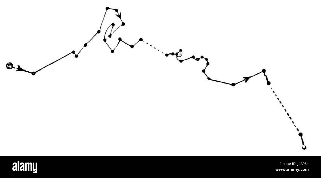PSM V18 D516 Brassica oleracea retracé pendant 46 heures Banque D'Images