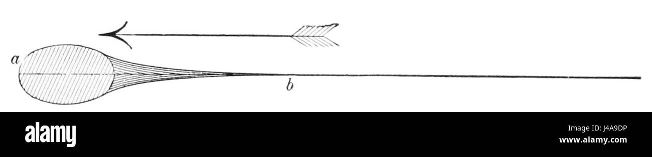 PSM V44 D763 Coupe schématique d'une aile d'oiseau Banque D'Images