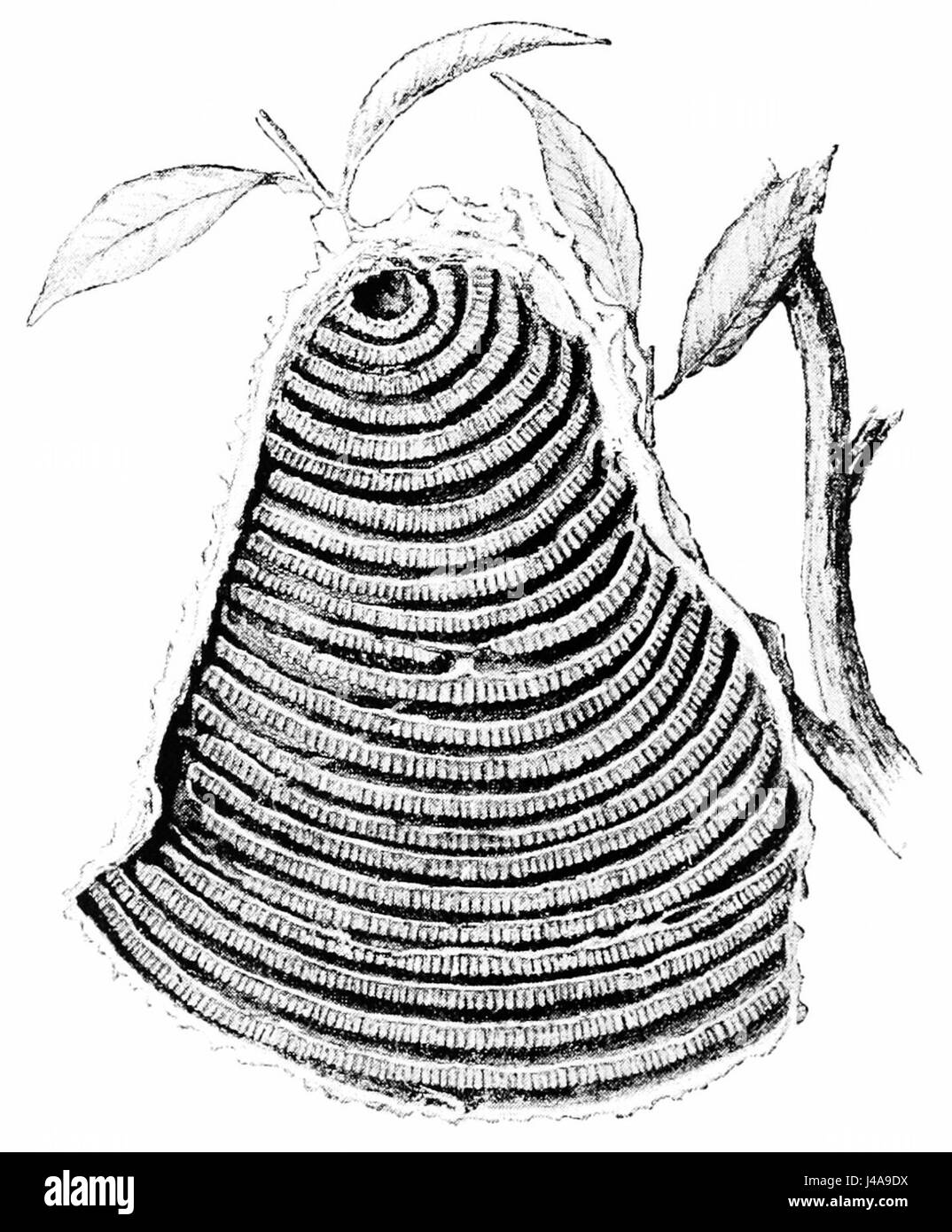 Il s'agit d'une illustration scientifique ou d'une étude liée au myrapetra scutellaris, une espèce de fourmis. L'image représente probablement l'intérieur de leur nid, fournissant un aperçu de leur comportement et de la structure de leur nid. Banque D'Images