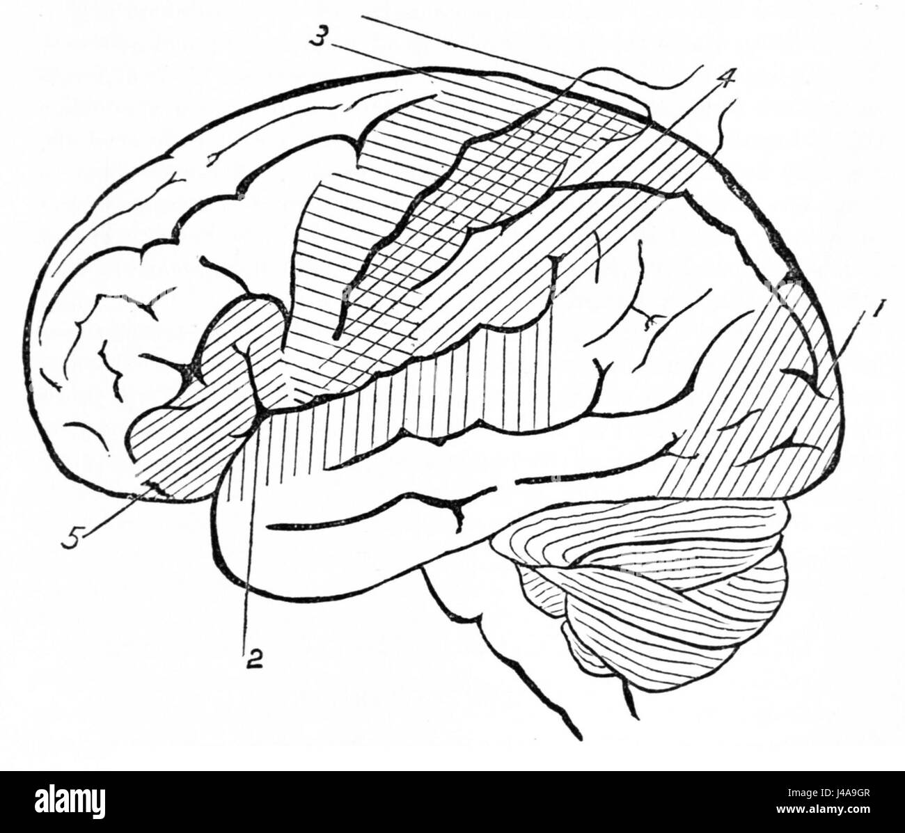 PSM V25 D635 contour Vue latérale du cerveau humain Banque D'Images