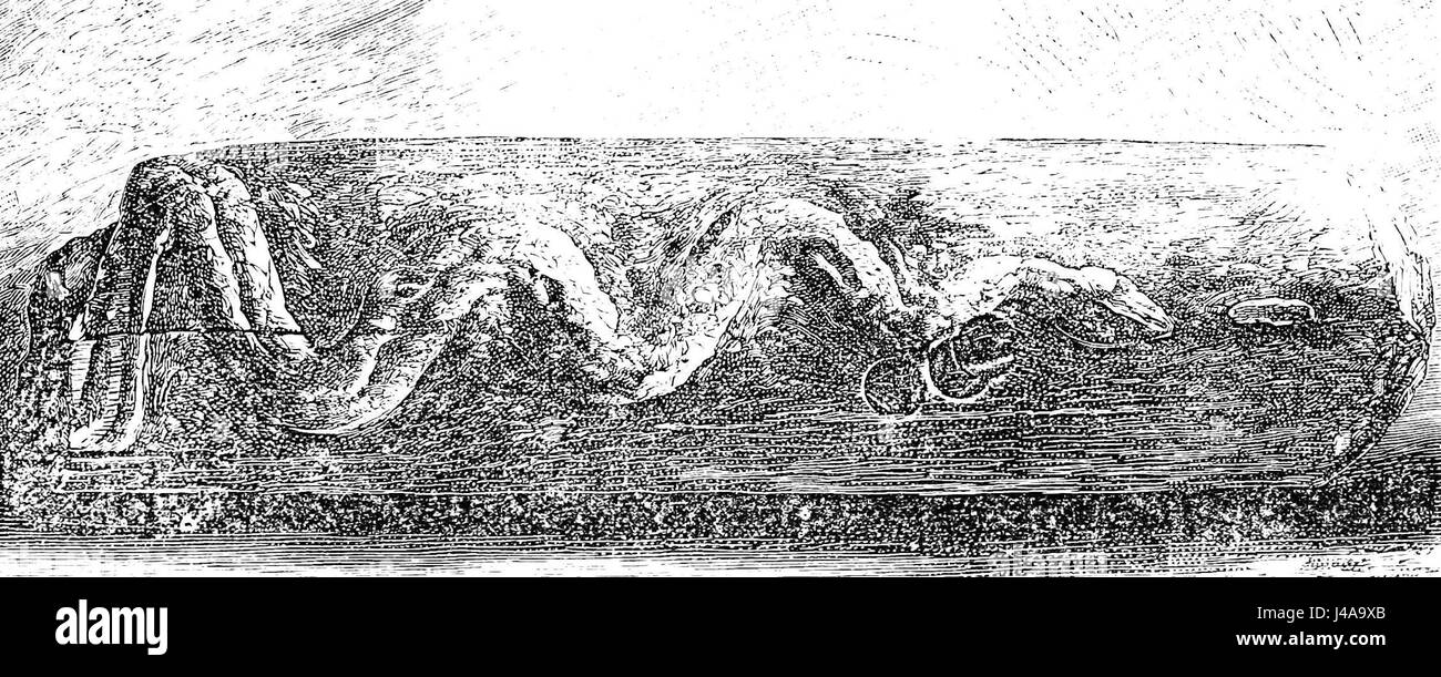 PSM V22 D149 un serpent lignifiées du Matto Grosso Banque D'Images