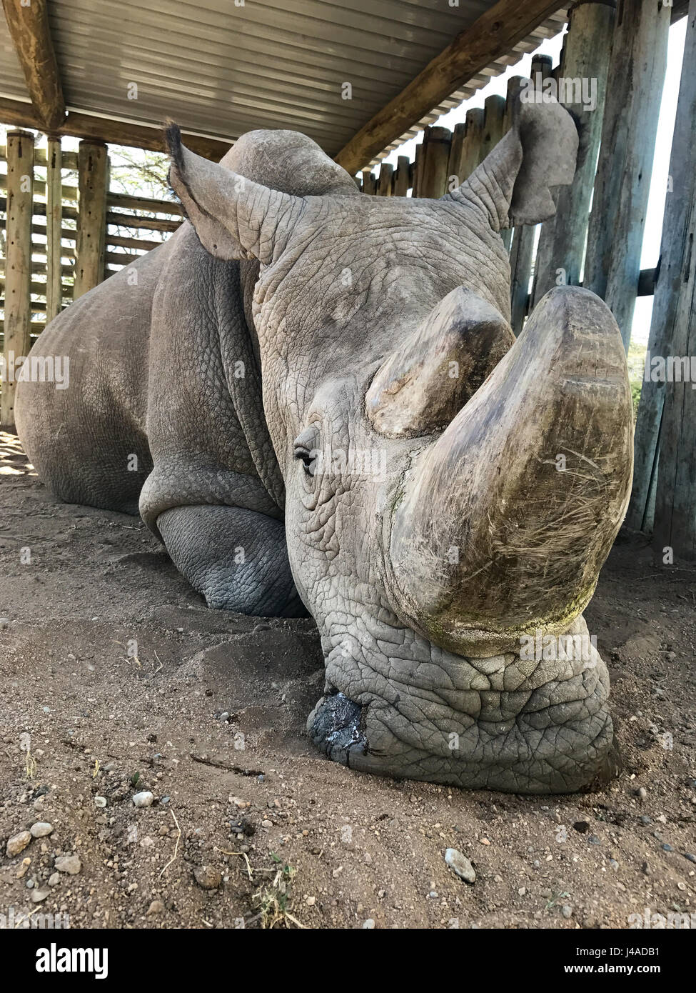 Le Soudan, le dernier héritier mâle rhinocéros blanc du Nord, repose dans son stylo à Ol Pejeta Conservancy à Laikipia, Kenya Banque D'Images