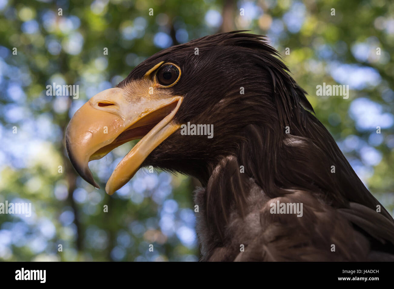 L'aigle de mer de Steller , Haliaeetus pelagicus, Accipitridae Banque D'Images