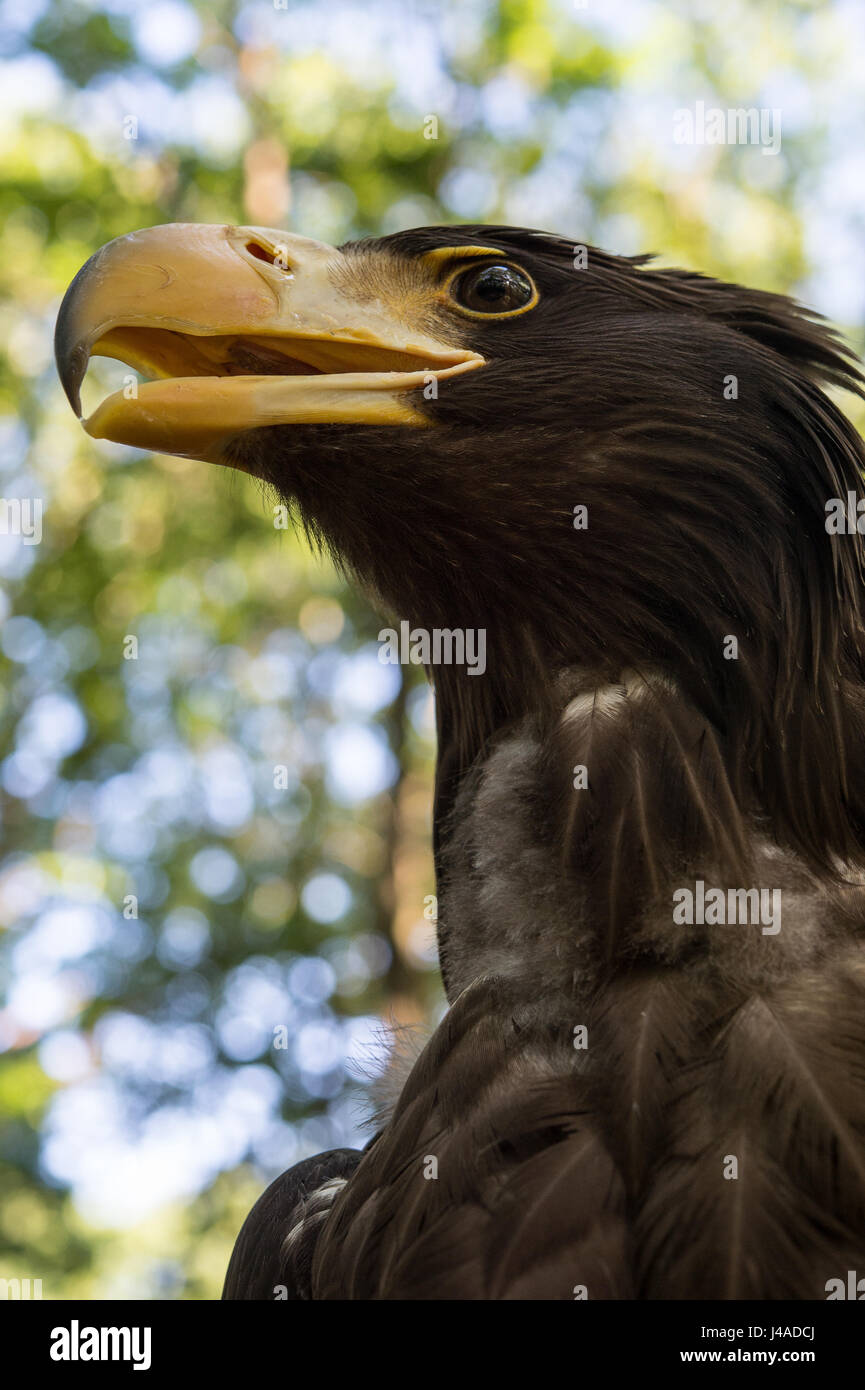 L'aigle de mer de Steller , Haliaeetus pelagicus, Accipitridae Banque D'Images