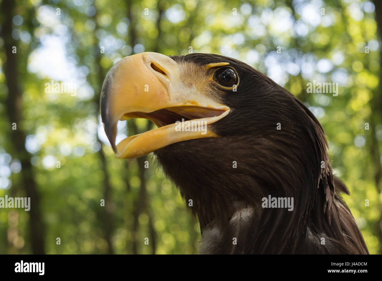 L'aigle de mer de Steller , Haliaeetus pelagicus, Accipitridae Banque D'Images
