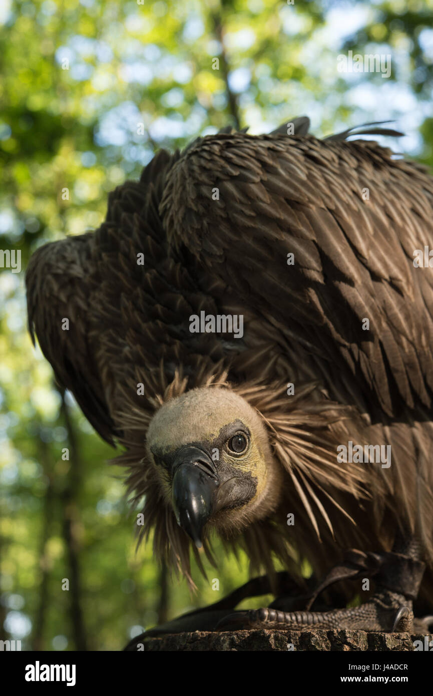 Cinereous Vulture vautour noir, eurasien, vautour noir, Coprinus monachus Accipitridae, Banque D'Images
