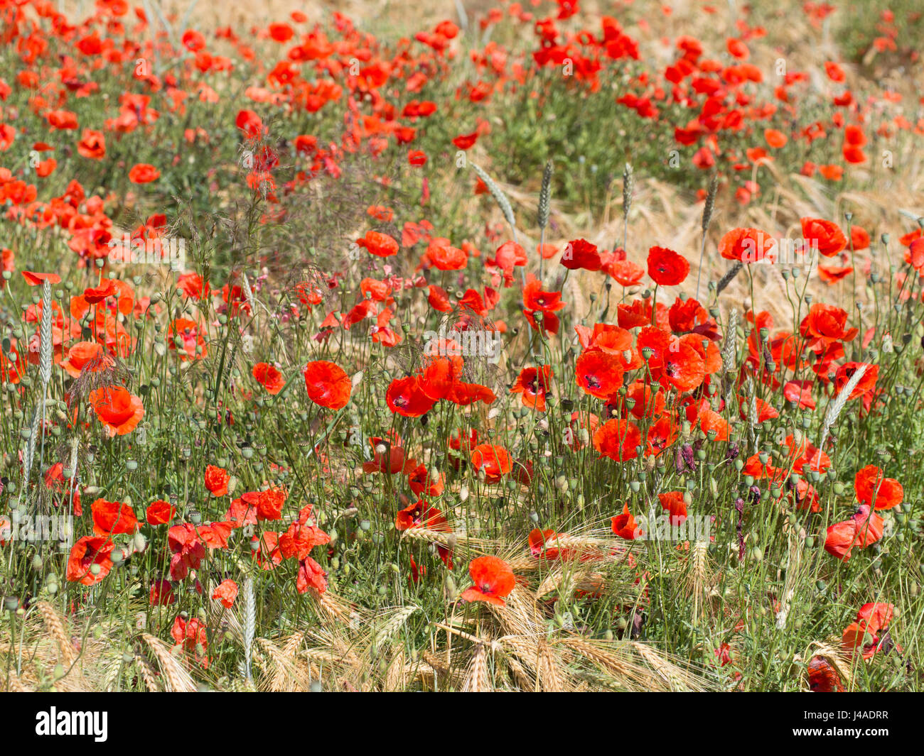 Fleurs de pavot rouge dans un champ de blé - Papaver rhoeas Banque D'Images