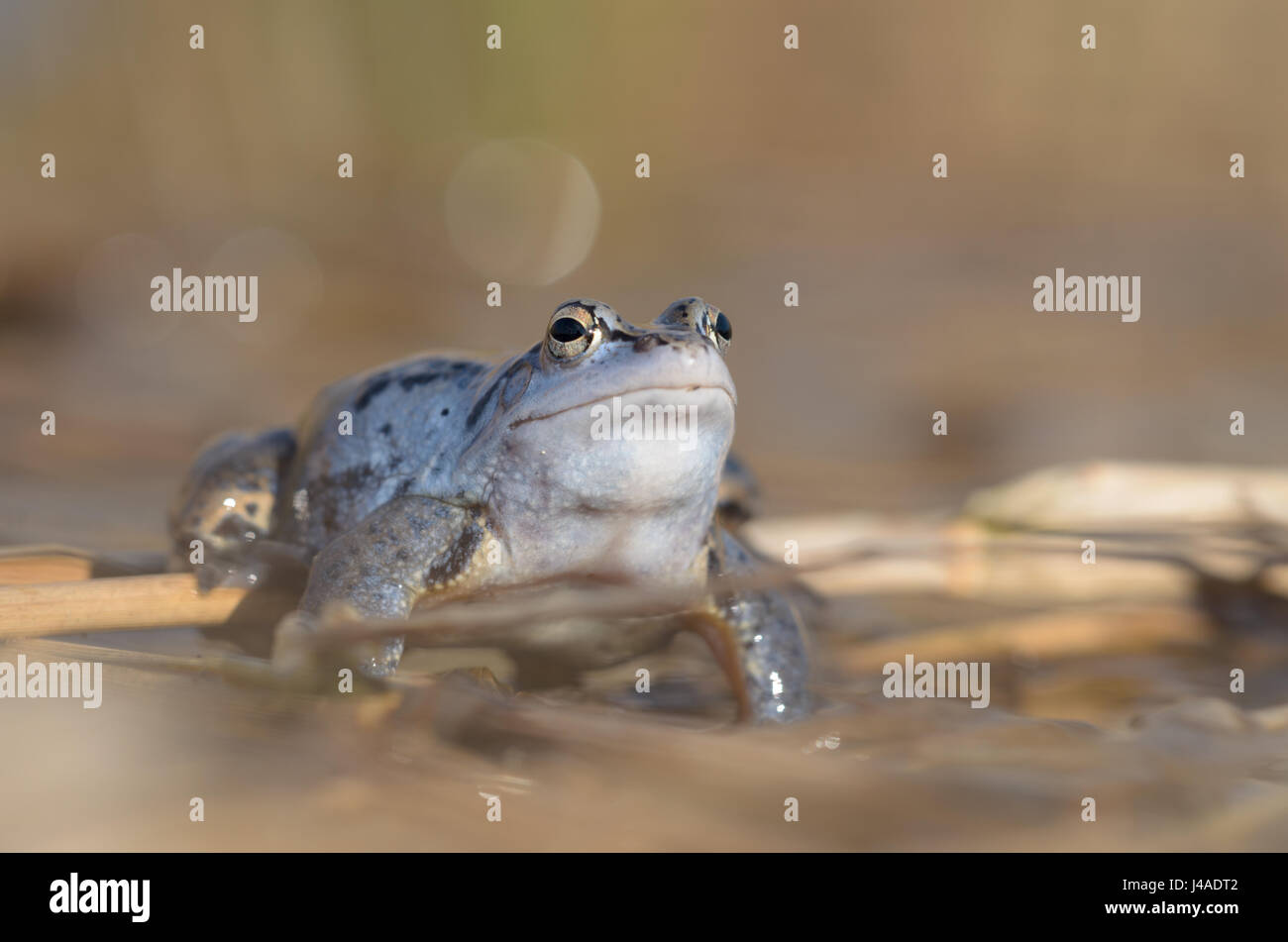 Homme Moor frog - Rana arvalis Banque D'Images