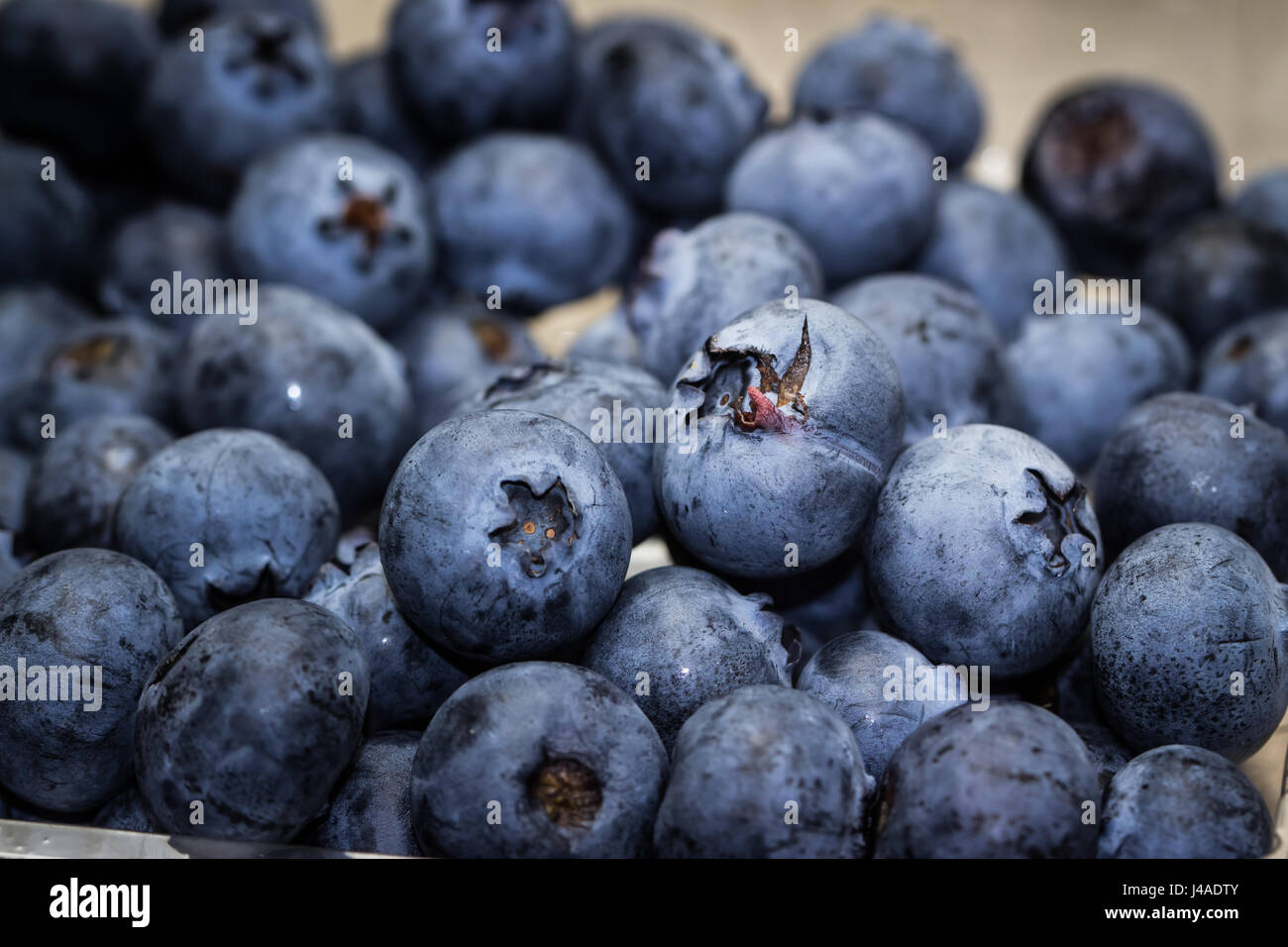 La ferme des petits fruits fraîchement cueillis blue gros plan Banque D'Images