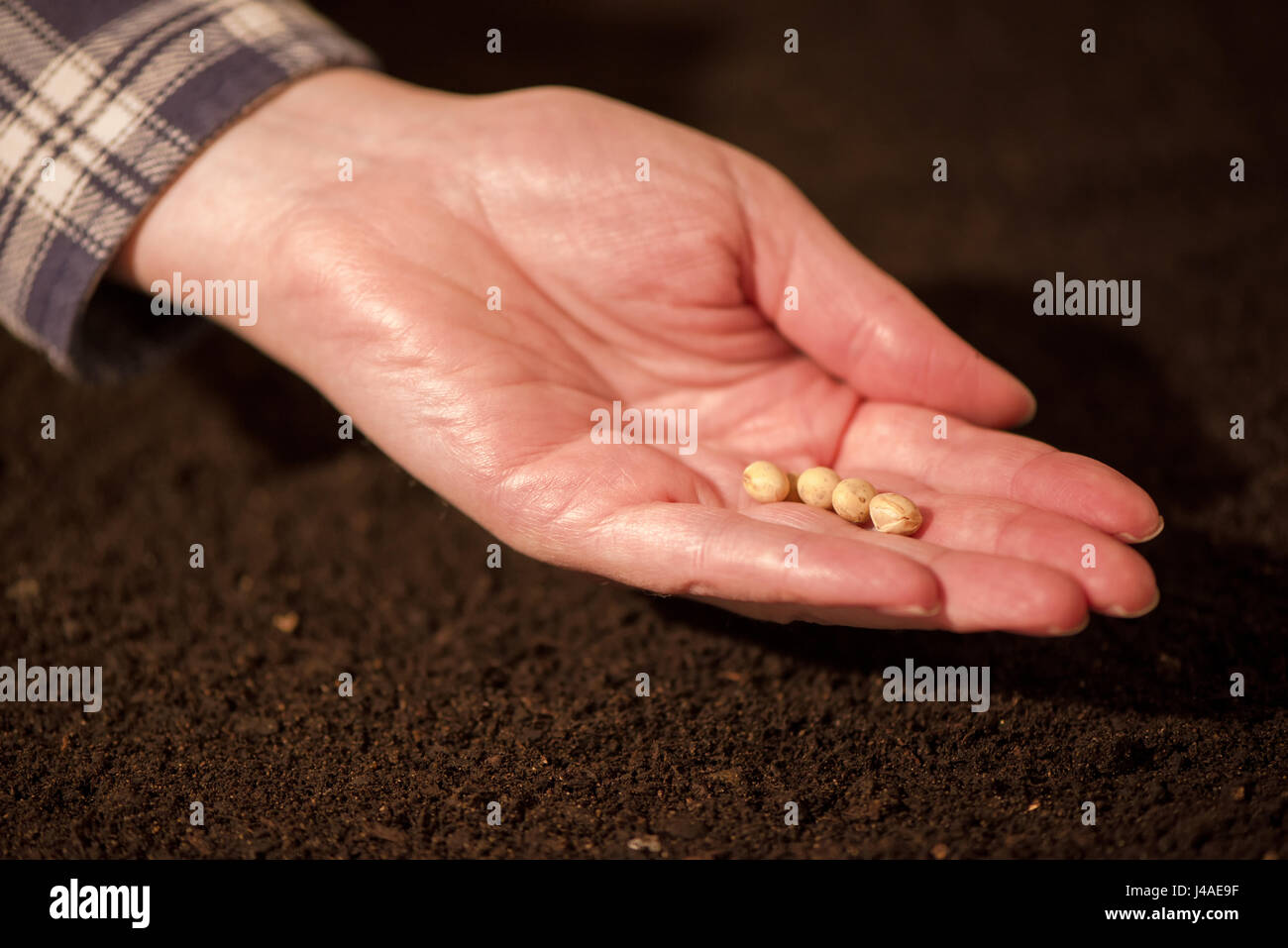 Semis de soja main de femme dans le sol sol, femme de planter des graines dans les terres arables Banque D'Images