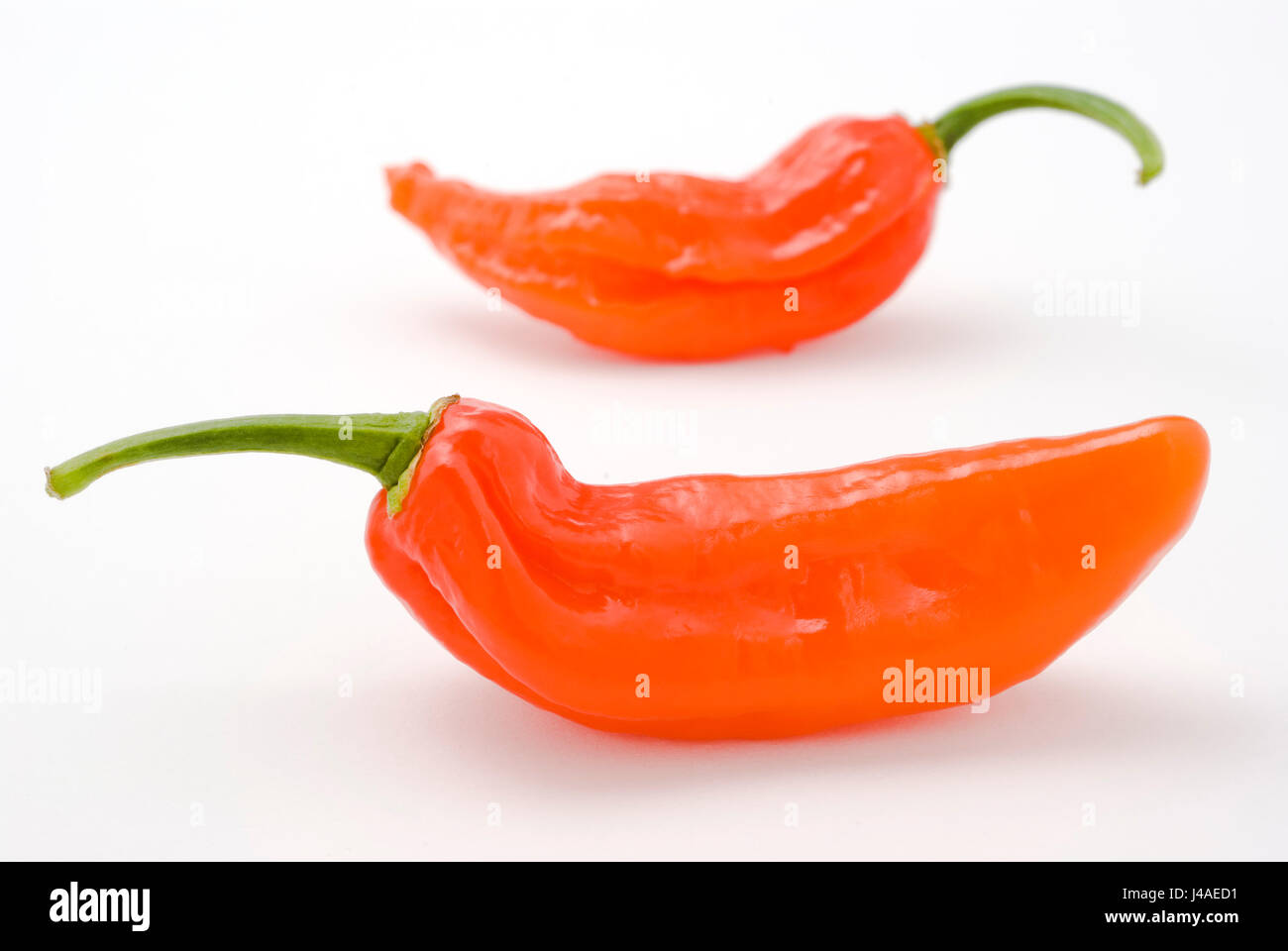 Chili Bhut Jolokia Banque D'Images