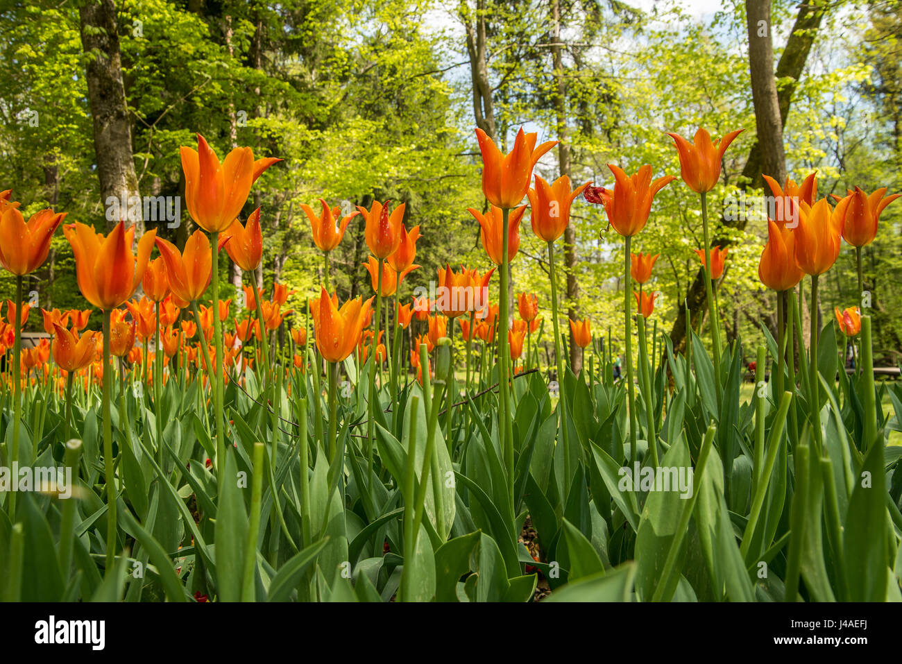 Tulipes en fleurs fraîches dans la nature park pendant le printemps ! Banque D'Images