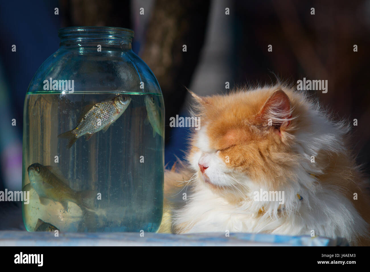 Le chat jaune est regarder les poissons dans la bouteille. Banque D'Images