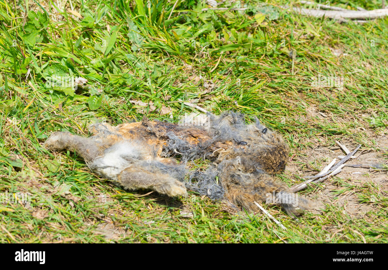 Reste en décomposition d'un animal décédé dans la campagne. Banque D'Images