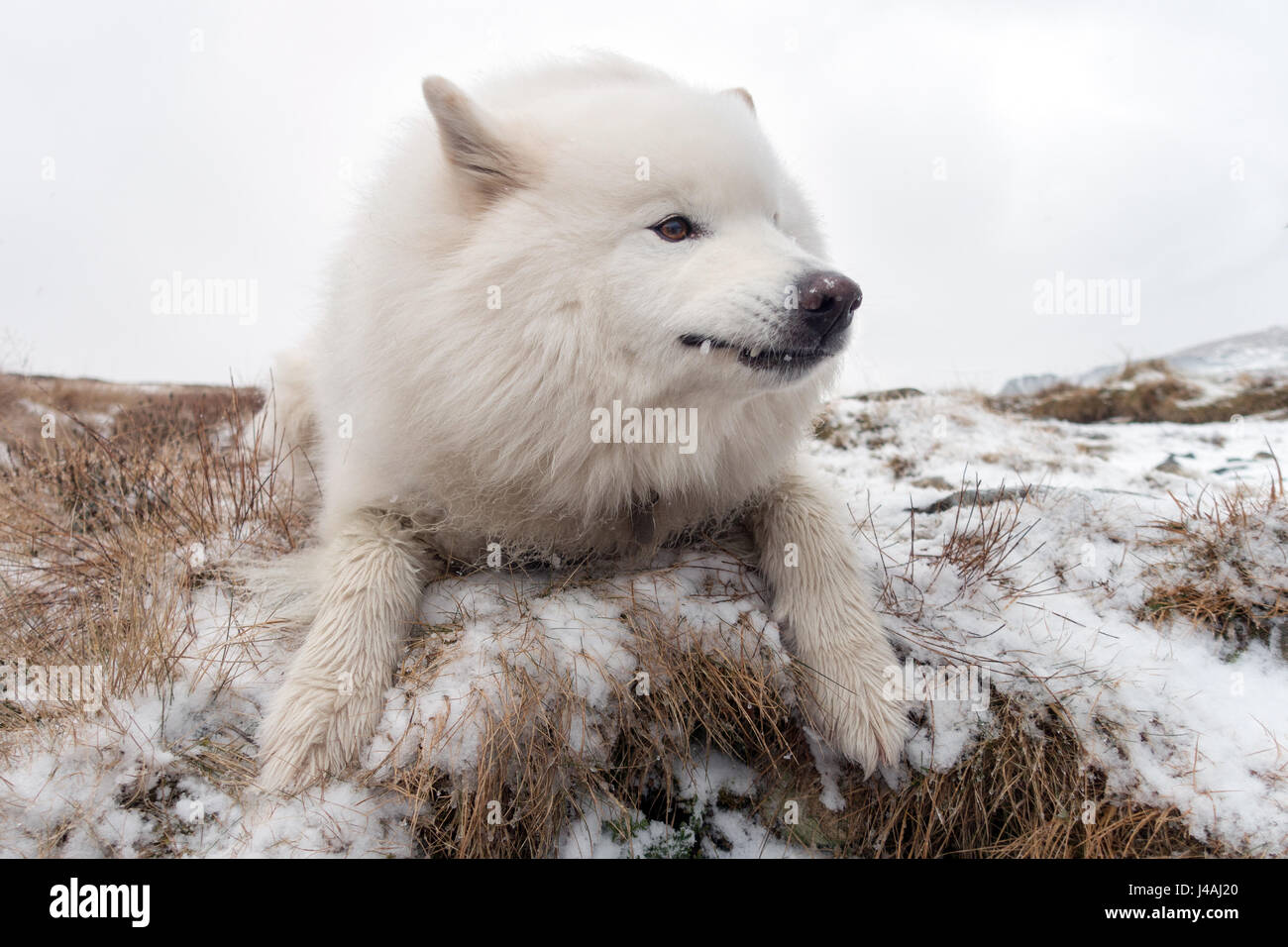 Fleetwith brochet Banque D'Images