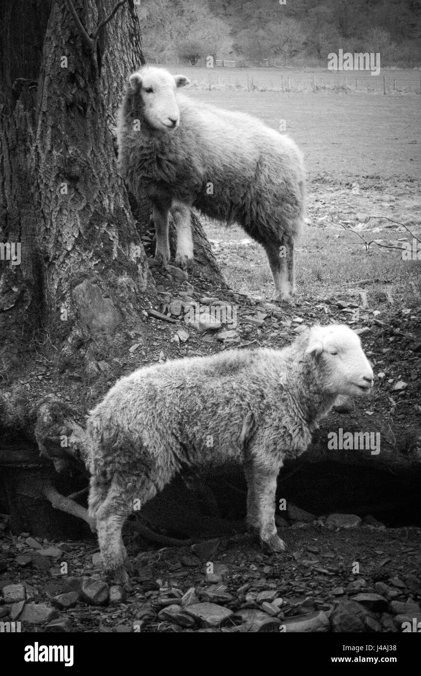 Moutons Herdwick Banque D'Images