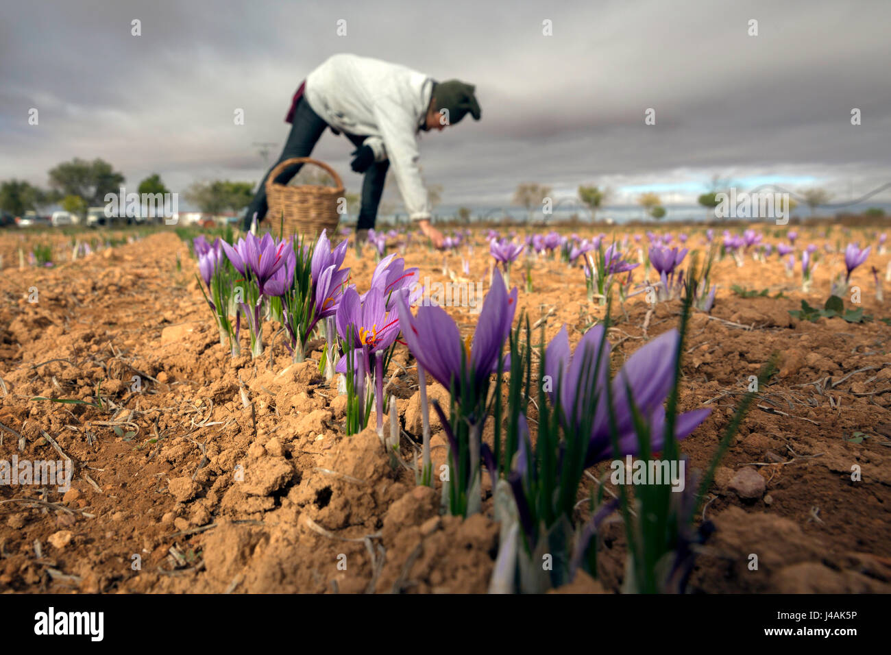 La collection du safran rose est un travail qui peut être fait à la main Banque D'Images