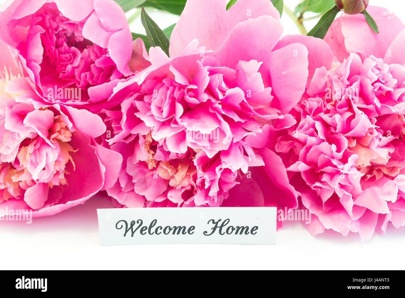 Bienvenue Accueil Carte avec bouquet de pivoines rose sur fond blanc. Banque D'Images