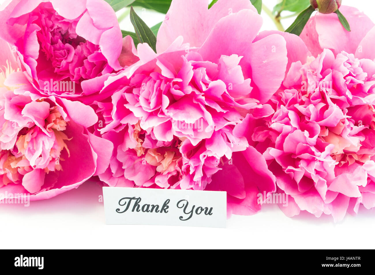 Carte de remerciement avec bouquet de pivoines rose sur fond blanc. Banque D'Images