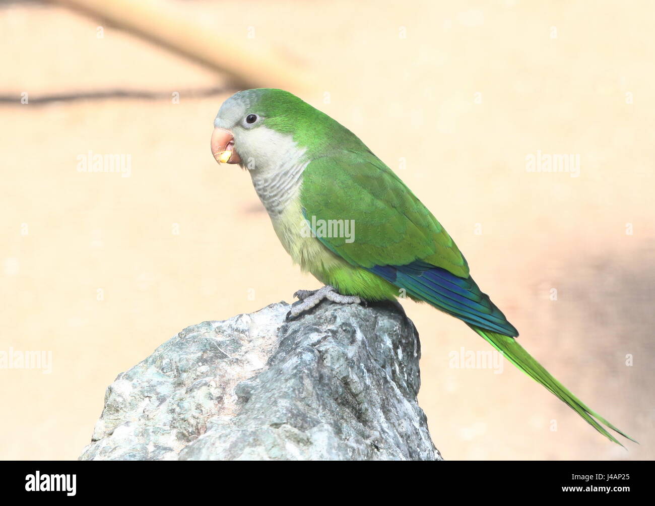 Perruche moine d'Amérique du Sud ou Quaker Parrot (Myiopsitta monachus). Banque D'Images