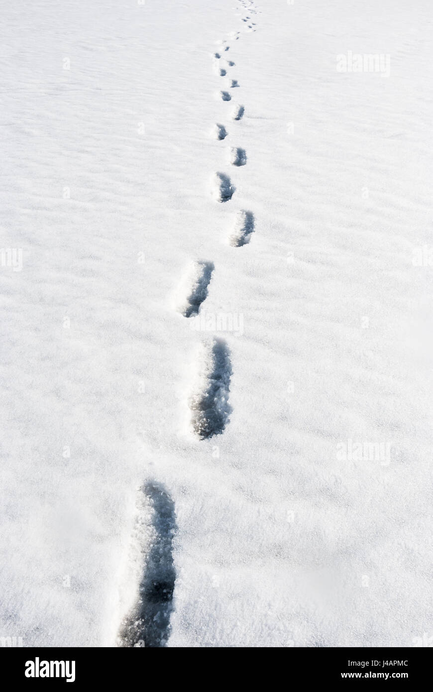 Rivière en hiver. Des traces de pas dans la neige. Banque D'Images