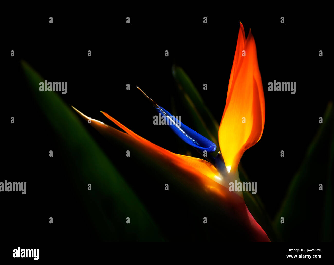 Une macro-vision d'un oiseau de paradis exotique plante contre un fond noir Banque D'Images